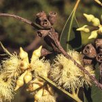 Eucalyptus robusta (flowers and fruit/capsules), image Alan Fairley 