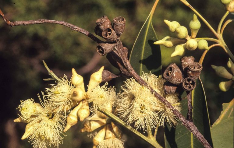 Eucalyptus Robusta Australian Plants Society