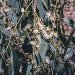 Eucalyptus rossii (flowers), image Alan Fairley 