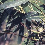 Eucalyptus rubida, image Alan Fairley 