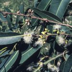 Eucalyptus saligna, image Alan Fairley 