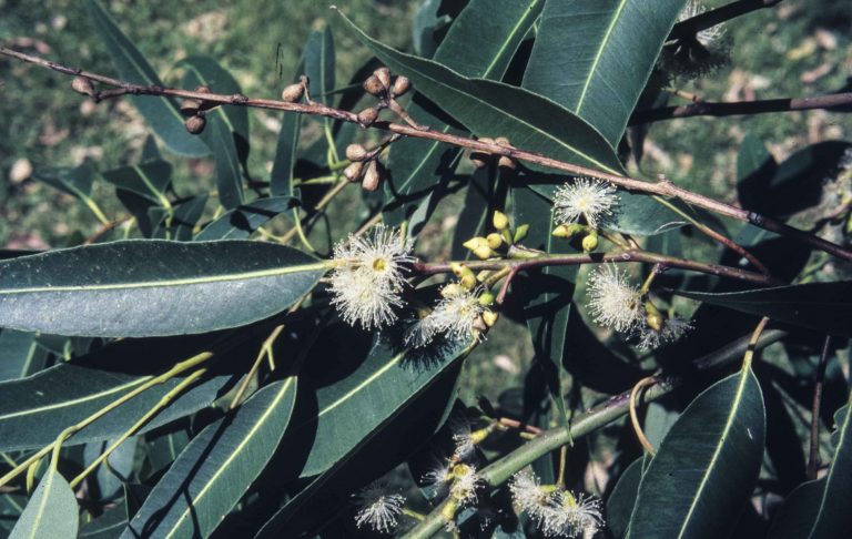 Eucalyptus Saligna Australian Plants Society 9140