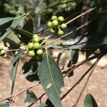 Eucalyptus scias (buds), image Alan Fairley