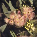 Eucalyptus sideroxylon (pink), image Alan Fairley 