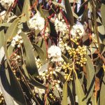 Eucalyptus sieberi (flowers), image Alan Fairley 