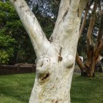 Eucalyptus signata, image Alan Fairley 