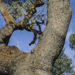 Eucalyptus squamosa (trunk), image Alan Fairley 