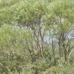 Eucalyptus stricta (mallee), image Alan Fairley 