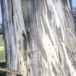 Eucalyptus tereticornis (bark), image Alan Fairley 