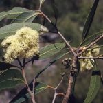 Eucalyptus umbra ssp umbra (flowers), image Alan Fairley 