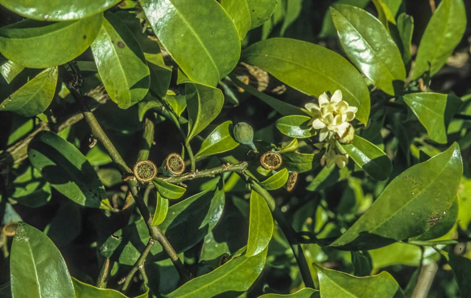 Eupomatia laurina Australian Plants Society