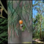 Clockwise from top left: Exocarpus cupressiformis flowers; ripe fruit with the bird-attracting fleshy stalk; E. cupressiformis with its eucalypt hosts; a developing seed.