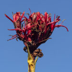 Doryanthes excelsa, image Heather Miles