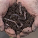 Soil enriched with worms, image Heather Miels