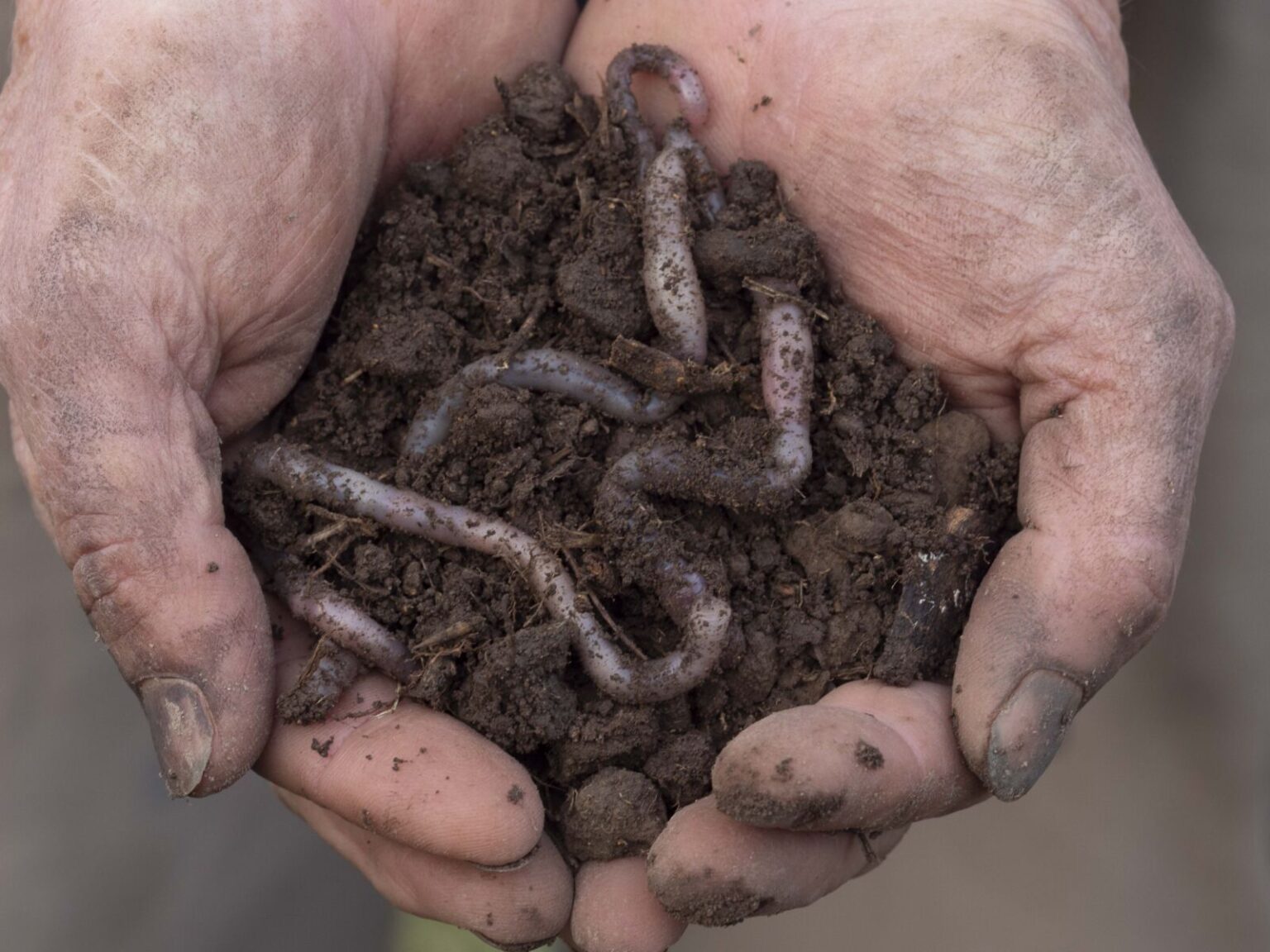 Growing plants in clay soils Australian Plants Society