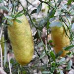 Finger limes on tree, image Ralph Cartwright