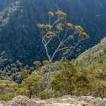 Great Southern Forest update