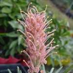 Grevillea 'Parakeet Pink', image Peter Olde