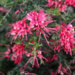 Grevillea 'Strawberry Smoothie', image Peter Olde