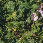 Geranium solanderi, image Alan Fairley