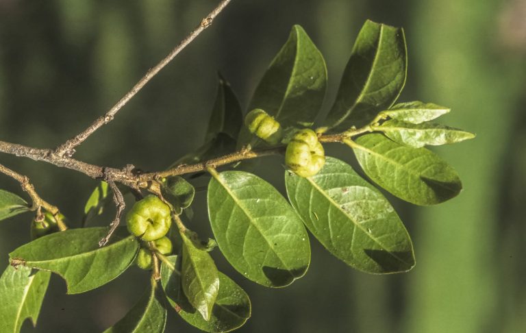 Glochidion ferdinandi | Australian Plants Society