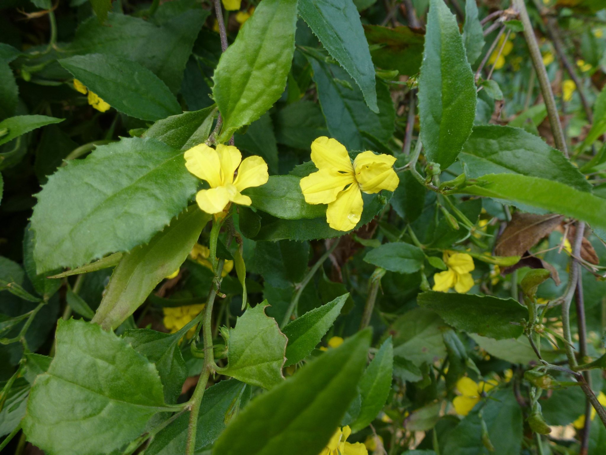 Goodenia ovata | Australian Plants Society