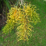 Grevillea 'Golden Lyre' flowers