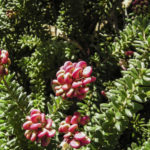 Grevillea lanigera 'Mt Tamboritha' flowers