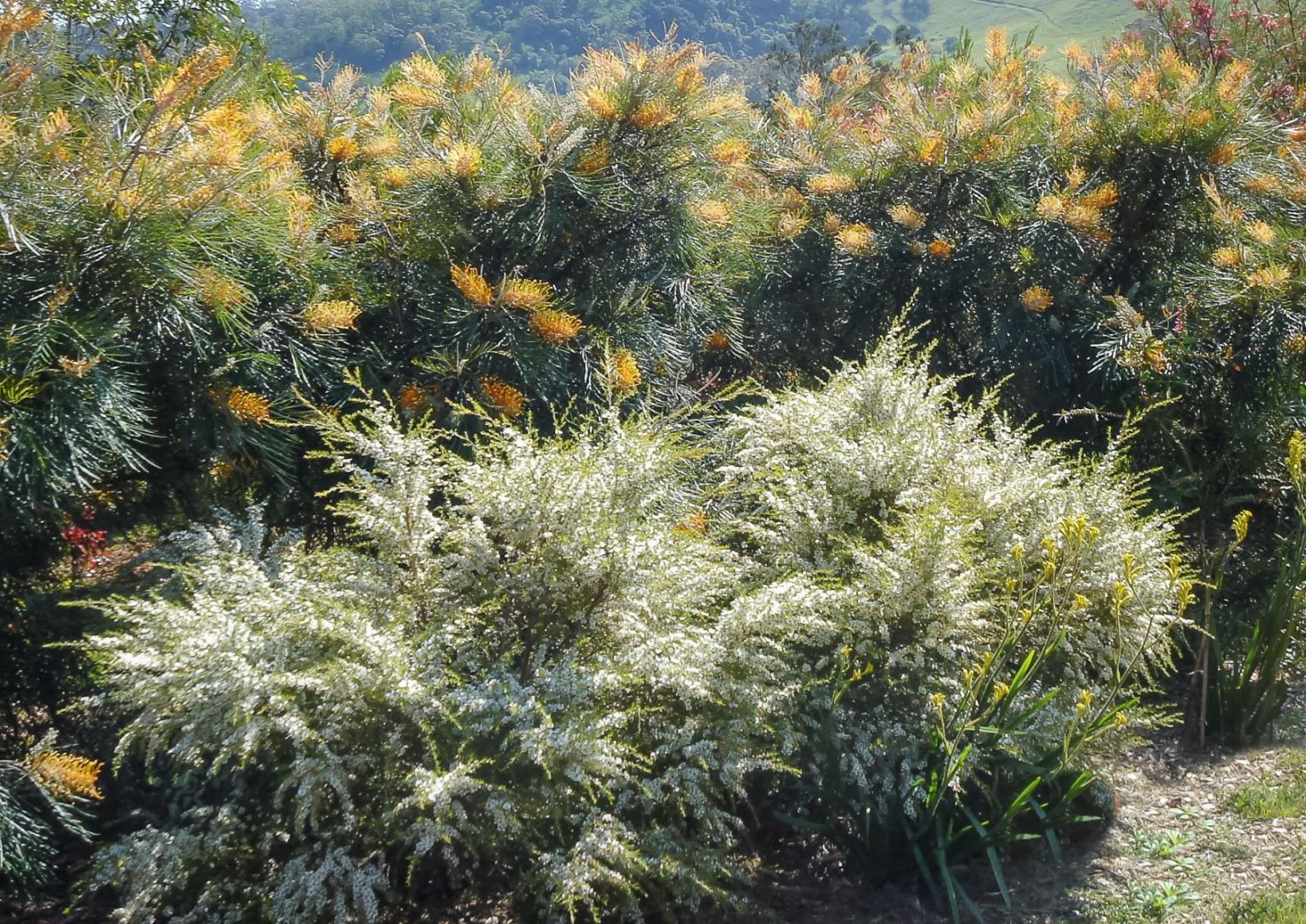 Grevillea ‘Honey Gem’ Australian Plants Society — free download
