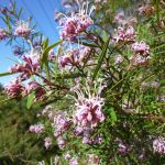 Grevillea 'Honey Jo'