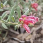 Grevillea 'Jelly Baby' flower, image Jeff Howes 