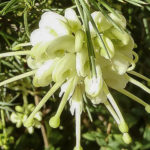 Grevillea rosmarinifolia 'Lutea'