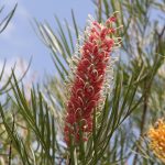 Grevillea Majestic, image Mark Abell