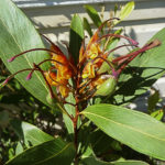 Grevillea 'Orange Marmalade'