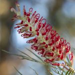 Grevillea 'Sylvia', image Heather Miles