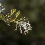 Grevillea 'White Wings', Farm garden, image Heather Miles