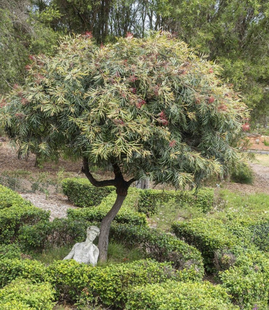 Grevillea banksii Australian Plants Society