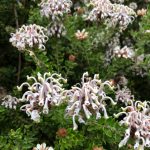 Grevillea buxifolia, image Jason Salmon