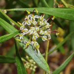 Grevillea diversifolia