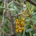 Grevillea floribunda, Illawarra Grevillea Park, image H Miles