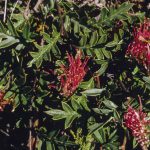 Grevillea x gaudichaudii, image Alan Fairley 