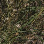 Grevillea linearifolia, image Alan Fairley 