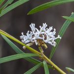 Grevillea linearifolia, image Heather Miles