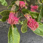 Grevillea macleayana, Beecroft Peninsula, image H Miles