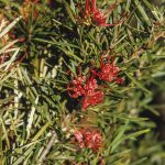 Grevillea molyneuxii, image Alan Fairley 