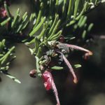 Grevillea obtusiflora ssp fecunda, image Alan Fairley 