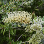 Grevillea willisii