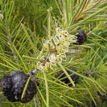 Hakea gibbosa