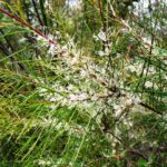 Hakea macreana