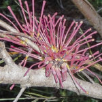 Hakea orthorrhyncha